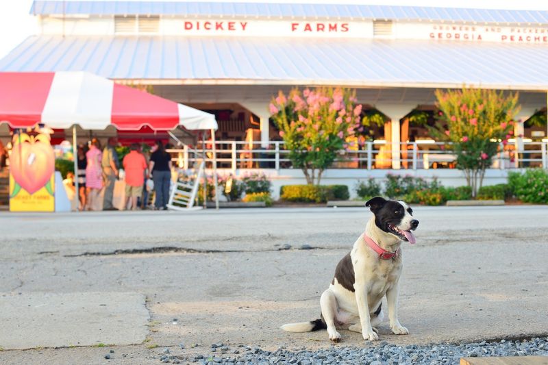 More Than 125 Years Of Peach Growing Run Through This Family Farm