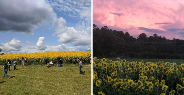 This Giant Massachusetts Sunflower Field Is A Bright Summer Detour Worth Waiting For