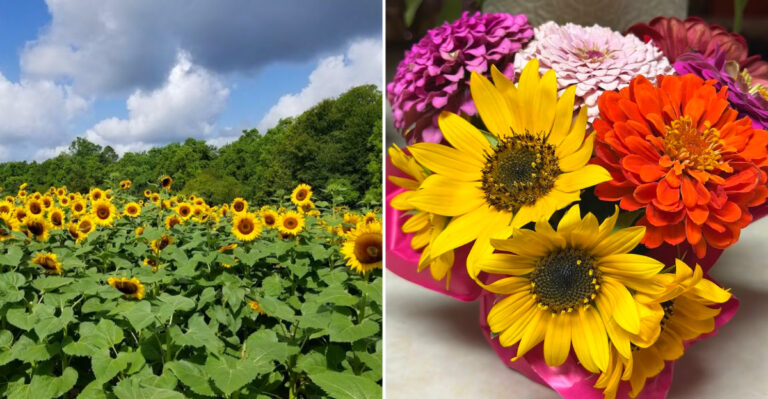 This Giant Mississippi Sunflower Field Is A Bright Detour Worth Taking In 2026