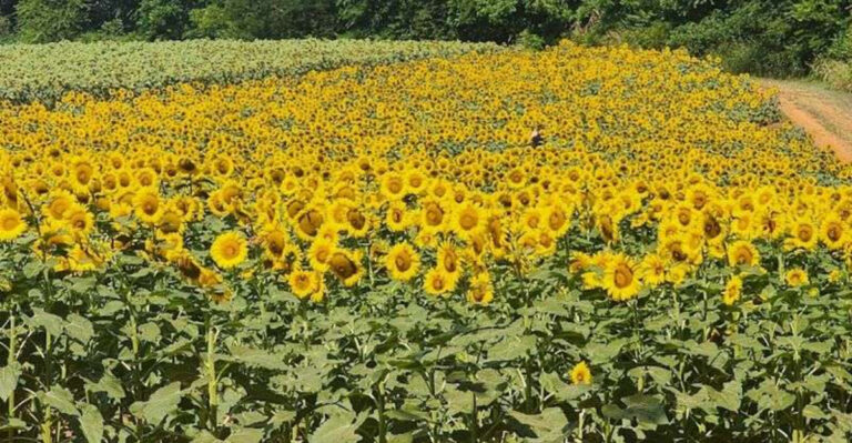 This Giant Tennessee Sunflower Field Is A Bright Summer Detour Worth Waiting For