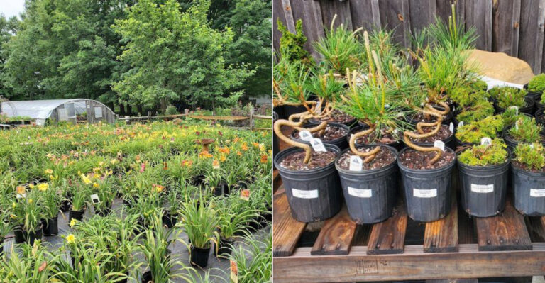 This Hidden Massachusetts Farm Is Overflowing With Flowers And Garden Treasures You Can Shop