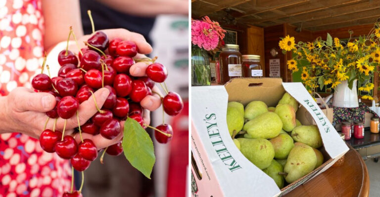 This Idaho Apple Orchard Has Been A Pick-Your-Own Family Tradition For Generations