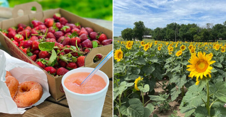 This Kansas Ice Cream Stand Offers Delicious Treats And A Beautiful Hidden Sunflower Field