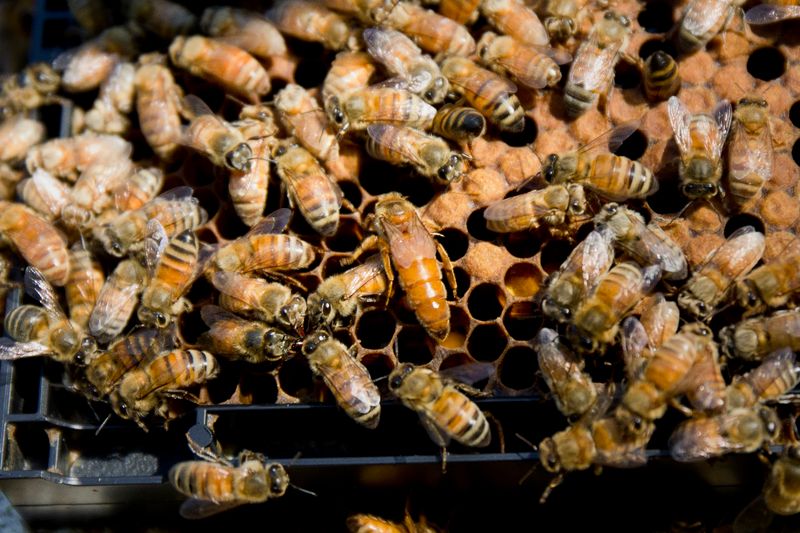 See Live Bees