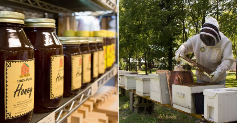 This Kentucky Honey Farm Shows Visitors Every Hive Before The Honey Tasting Begins
