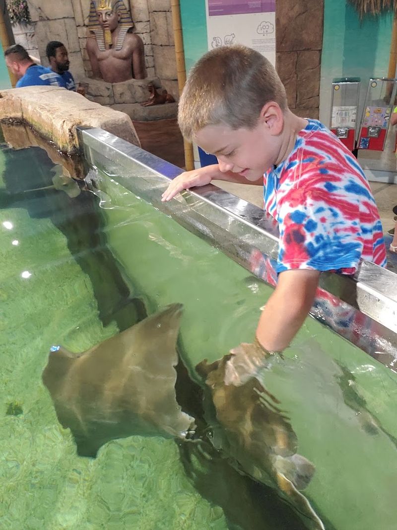 What Makes This Interactive Aquarium So Different