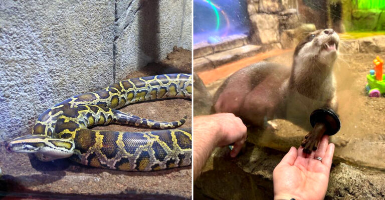This Las Vegas, Nevada Attraction Lets Kids Touch, Feed, And Interact With Animals From Five Continents