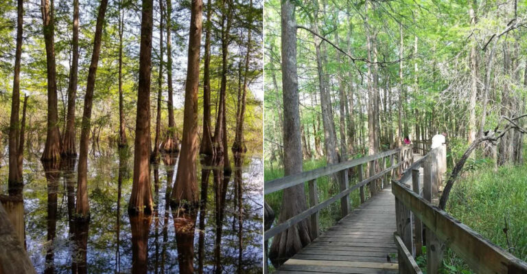 This Louisiana Scenic Drive Leads Through Stunning Ancient Cypress Forests