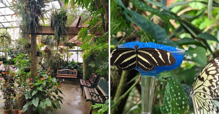 This Massachusetts Butterfly Conservatory Feels Like A Tropical Escape All Year Long