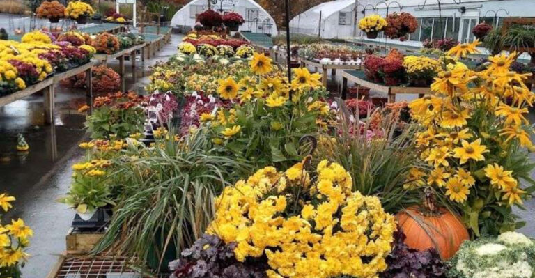 This Massachusetts Greenhouse Feels More Like A Fun Day Trip Than A Quick Plant Run