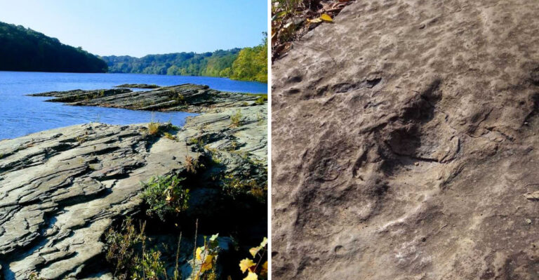 This Massachusetts Nature Preserve Has Nearly 200-Million-Year-Old Dinosaur Footprints