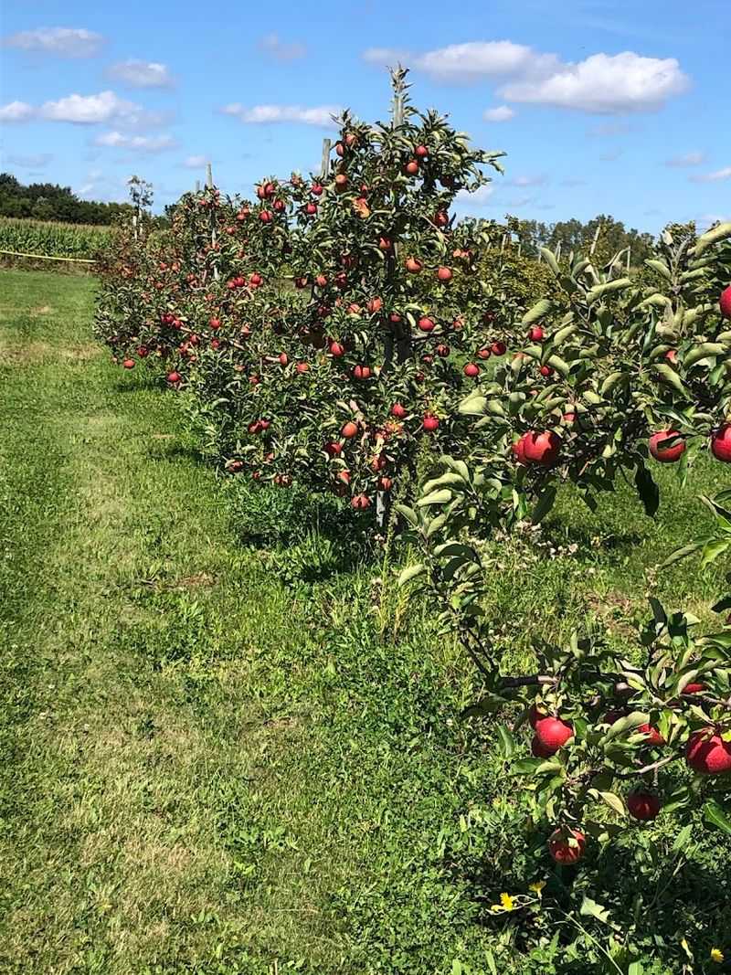 A Family Orchard Has Been Growing Here Since The Early 1950s