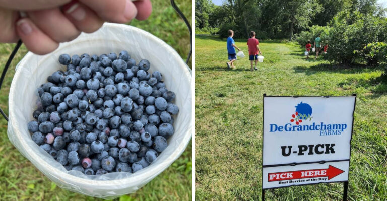 This Michigan Berry Farm Is One Of The Sweetest Pick-Your-Own Spots In The State