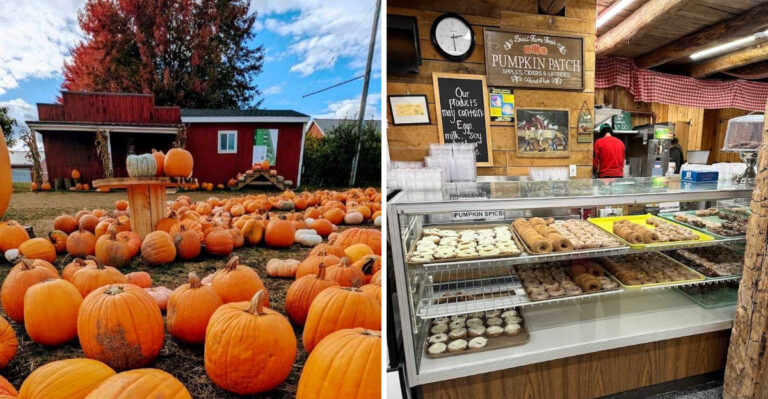 This Michigan Orchard Stand Makes Cinnamon Sugar Donuts People Plan Fall Trips Around