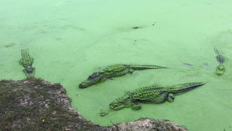 A Wild Encounter Unlike Any Other In The South