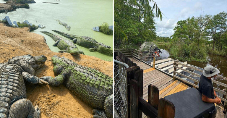 This Mississippi Alligator Ranch Lets Families Feed A Full-Grown Gator And Hold A Baby One