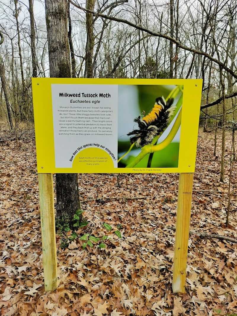 Butterfly Species Diversity Within The Habitat