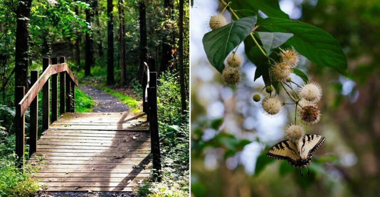 This Mississippi Butterfly Park Offers An Unforgettable Walk Among Hundreds Of Butterflies