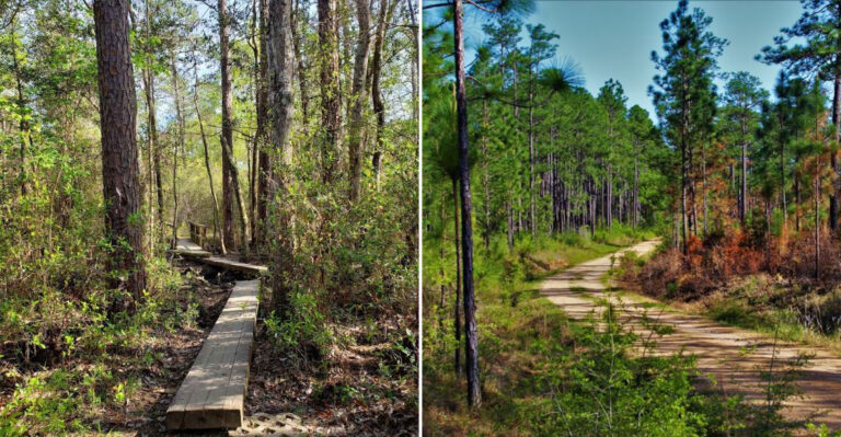 This Mississippi Forest Is A Dream Destination For Riders Who Love Challenging Trails