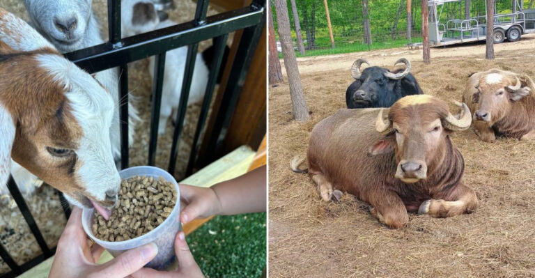 This Mississippi Petting Zoo Lets Kids Bottle Feed Goats And Baby Cows Up Close