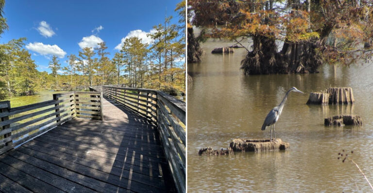 This Mississippi Wildlife Refuge Lets You Drive Through One Of The Largest Natural Areas In Mississippi