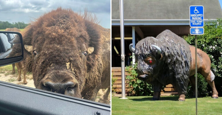 This Mississippi Zoo Has A Bison Exhibit That Stops Every Single Visitor In Their Tracks