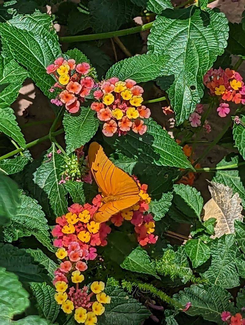 Hundreds Of Butterflies Fill The Habitat With Constant Movement