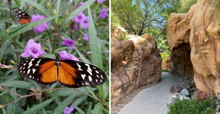 This Nevada Butterfly Conservatory Lets Visitors Walk Among Hundreds Of Free-Flying Wings