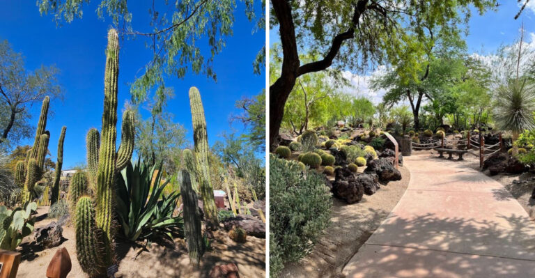 This Nevada Desert Garden Is A Blooming Surprise For Every Plant Lover