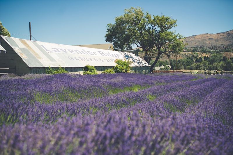 A Farm With Deep Roots And A Purple Dream