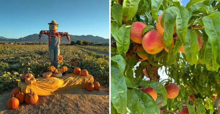 This Nevada Farm Stand Has Locals Driving An Hour Just For Fresh Peaches
