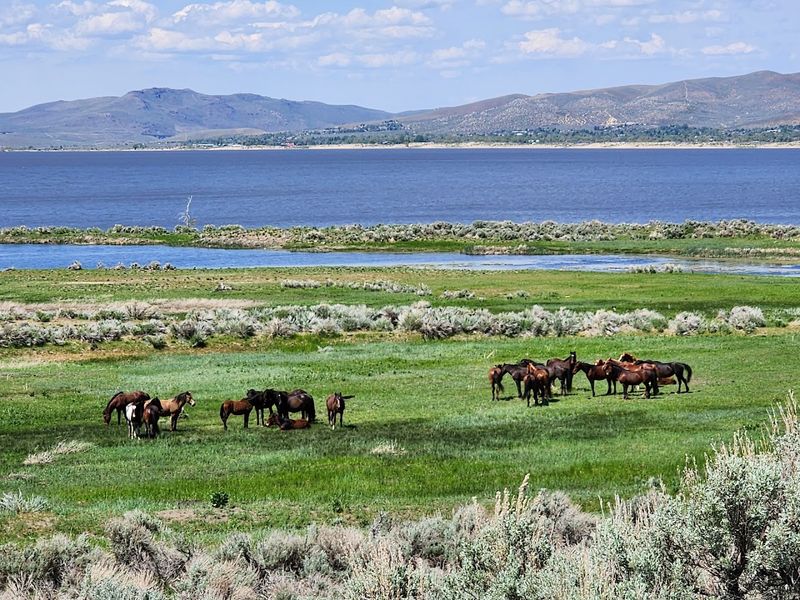 The Free-Roaming Horses That Steal The View