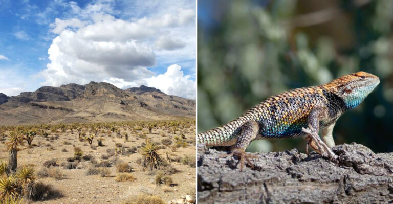 This Nevada Wildlife Refuge Is The Largest Outside Of Alaska
