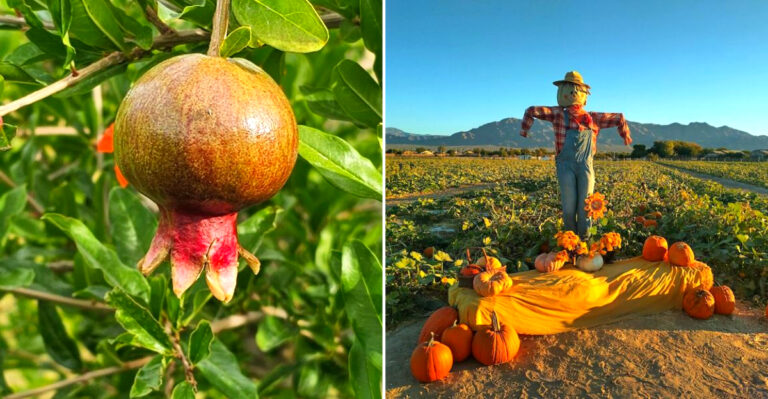 This Nevada You-Pick Farm Lets Visitors Fill Their Baskets With Fresh Summer Fruit