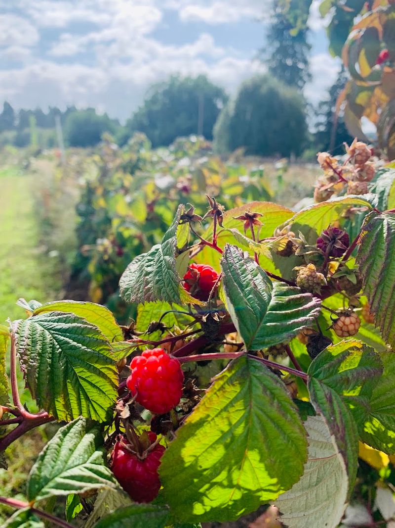 A Raspberry Patch Started This Oregon Farm Story In 1978