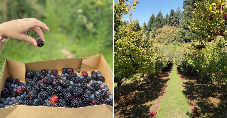 This Oregon Berry Farm Belongs On Your Summer Weekend List