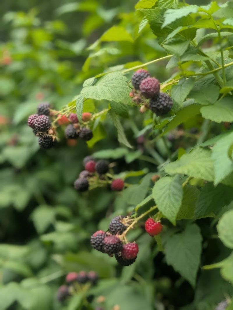 Seasonal Variety Of Fresh Berries