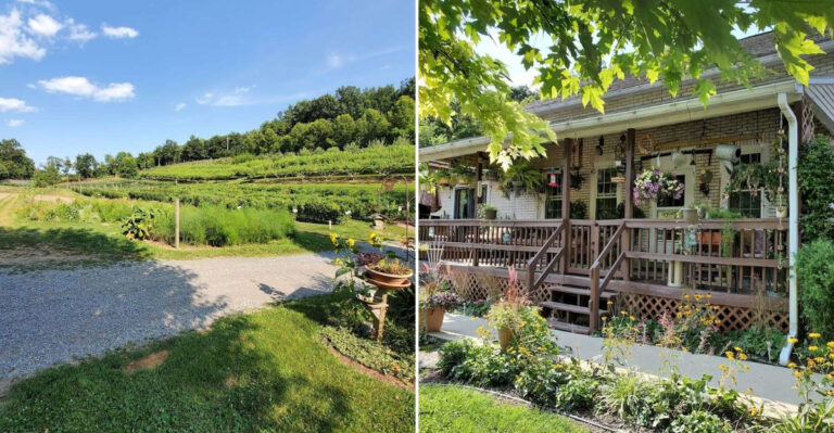 This Pennsylvania Berry Farm Offers A Fun Pick Your Own Experience With Fresh Local Flavors