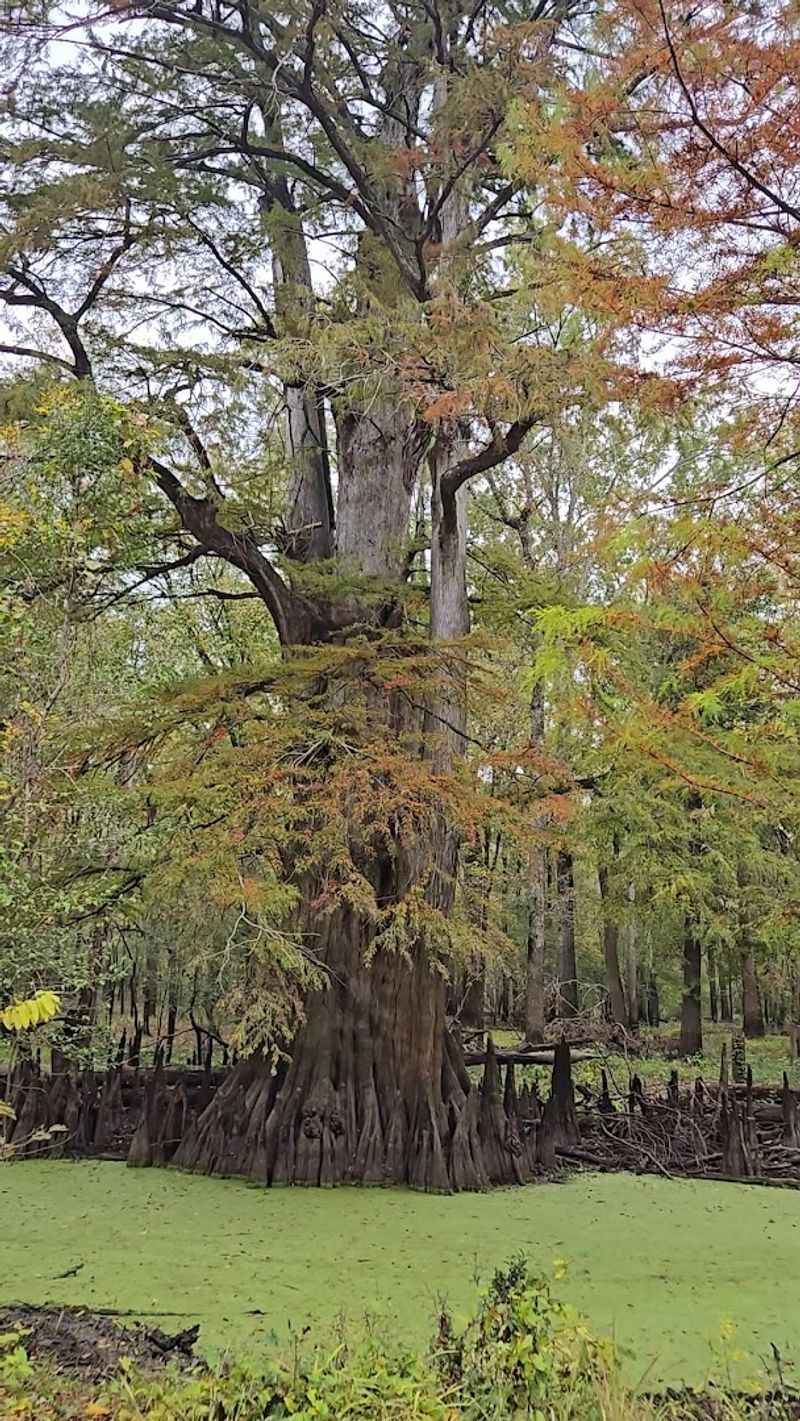 How A President And A Senator Shaped This Wild Place