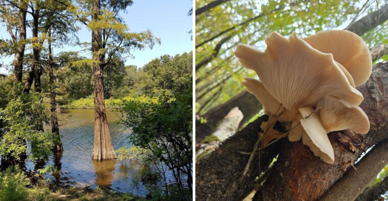 This Quiet Arkansas River Backwater Remains A Refuge Longtime Locals Rarely Notice