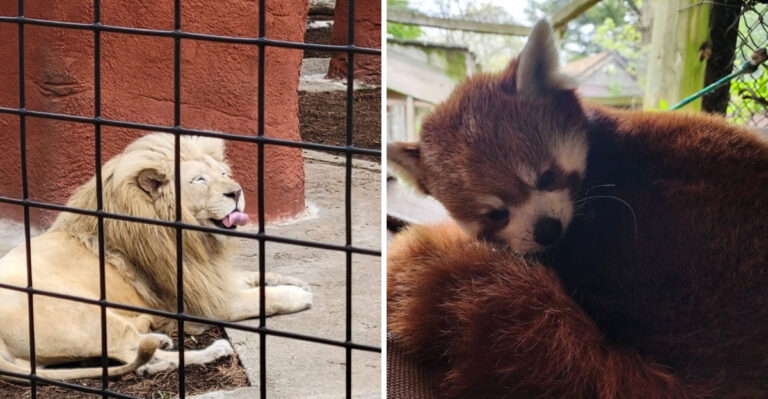 This Small Massachusetts Zoo Is An Easy And Affordable Pick For A Family Day Out