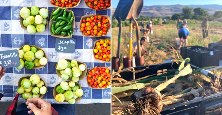 This Small Nevada Farm Stand Is Bursting With Fresh Produce All Growing Season