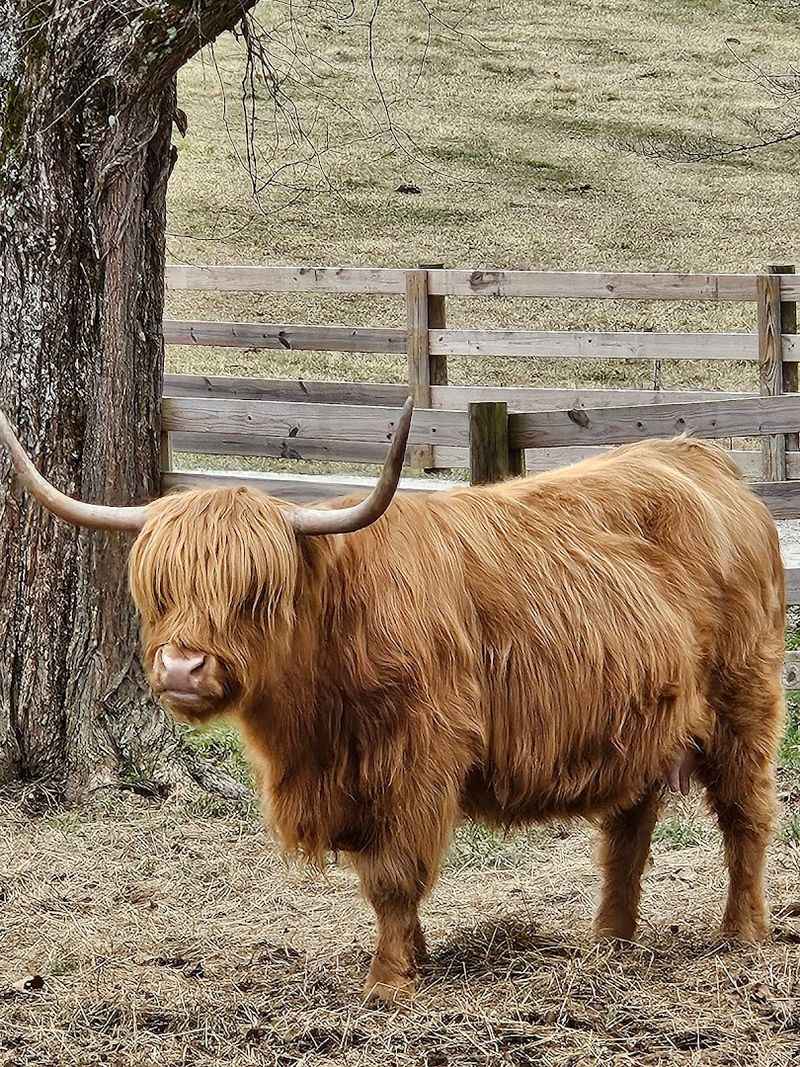 Meet The Scottish Highland Cattle That Make This Farm So Special