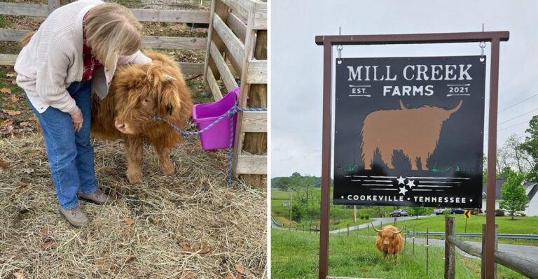 This Tennessee Cow Farm Will Make You Feel You’re In Scotland