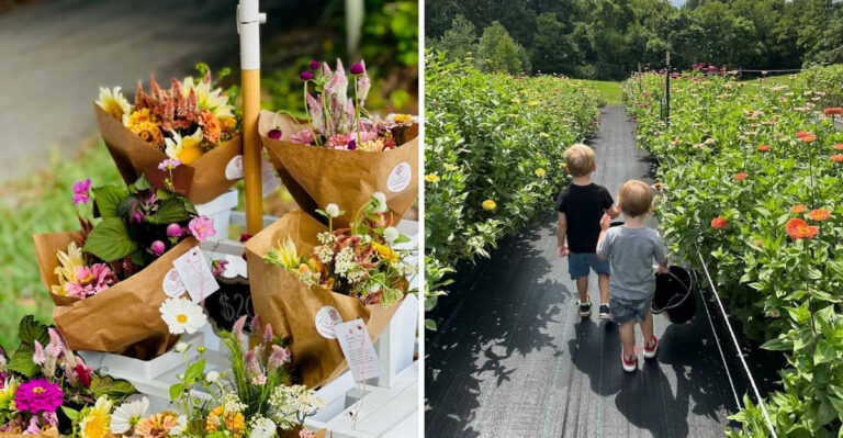 This Tennessee U-Pick Flower Farm Is Open Every Weekend All Summer