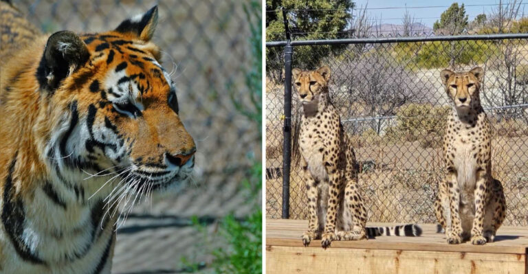 This Underrated Nevada Zoo Deserves Way More Attention