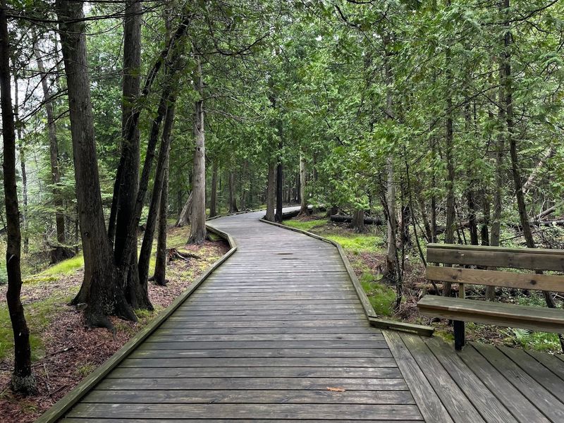 The Boardwalk Crosses Acidic Swales Where Carnivorous Plants Thrive