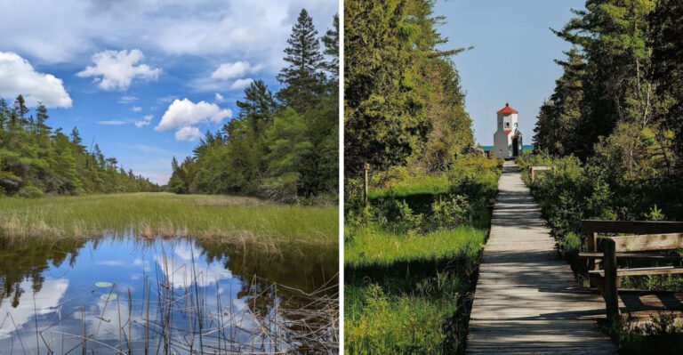 This Wisconsin Bog Walk Leads Through A Rare Carnivorous Plant Habitat