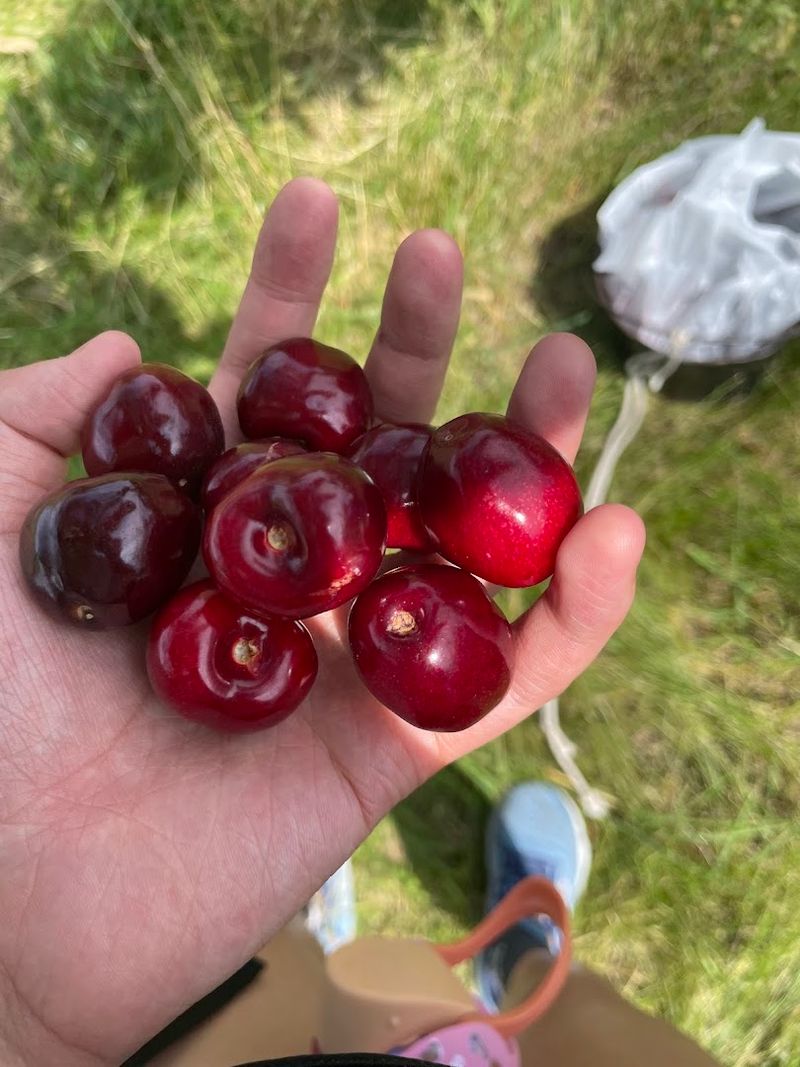 What Makes This Orchard Stand Out From The Rest