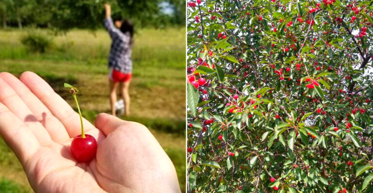This Wisconsin Cherry Farm Sends Visitors Home With Baskets Full Of Summer